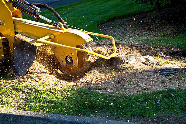 Best Tree Removal Cost  in USA